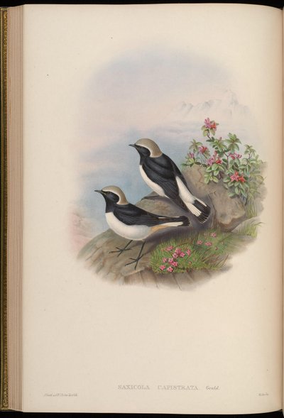 Saxicola capistrata = Oenanthe picata capistrata von John Gould